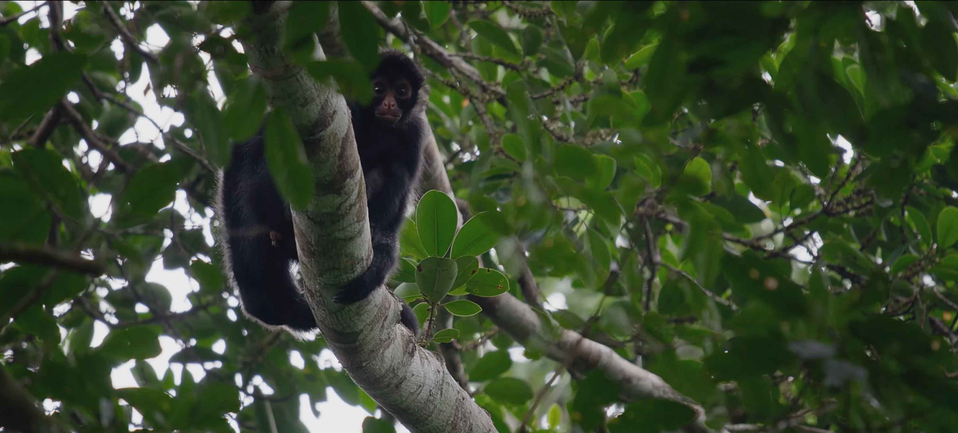 spidermonkey.jpg